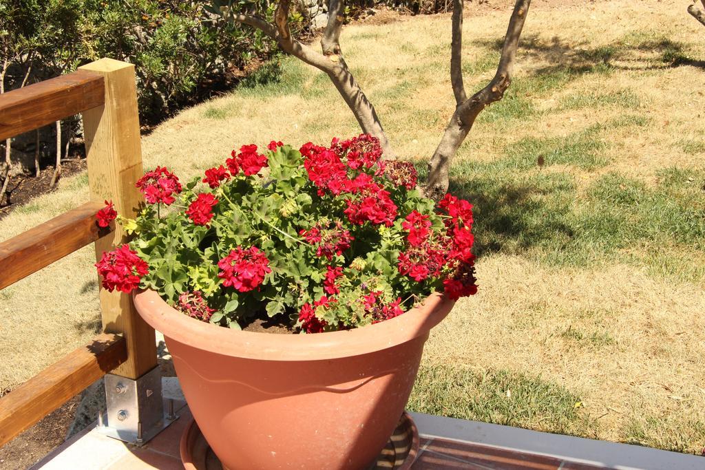 Residence Villa Smeralda Telti Δωμάτιο φωτογραφία